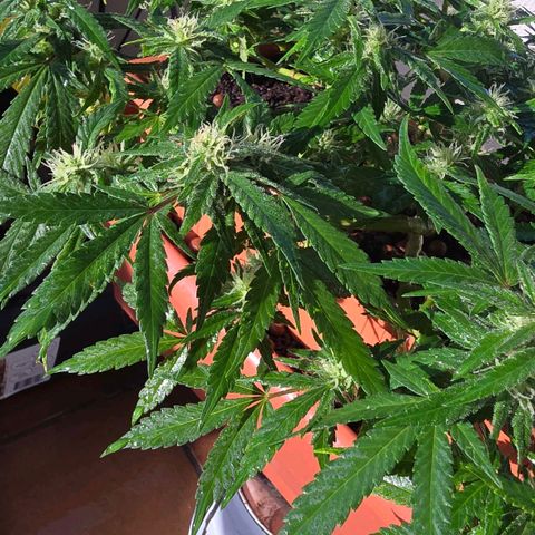 The tortured growlog timeline photo