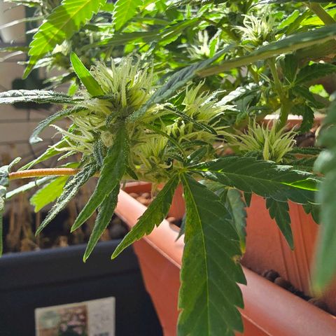 The tortured growlog timeline photo