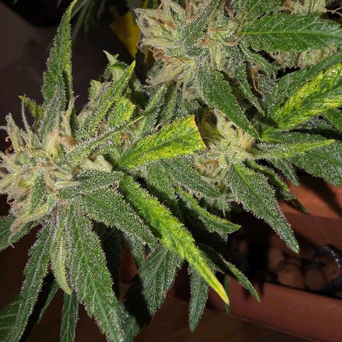 The tortured growlog timeline photo