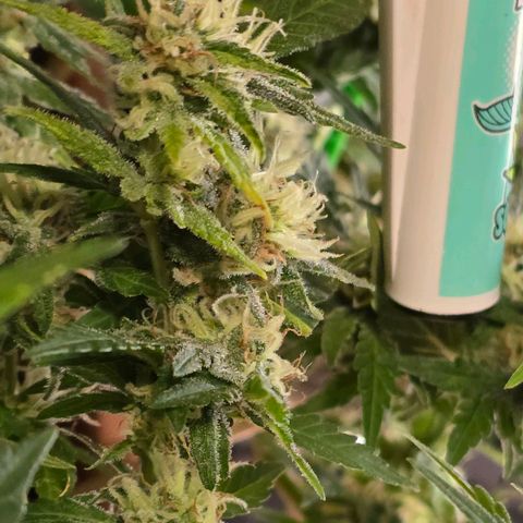 The tortured growlog timeline photo