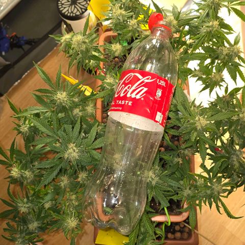 The tortured growlog timeline photo