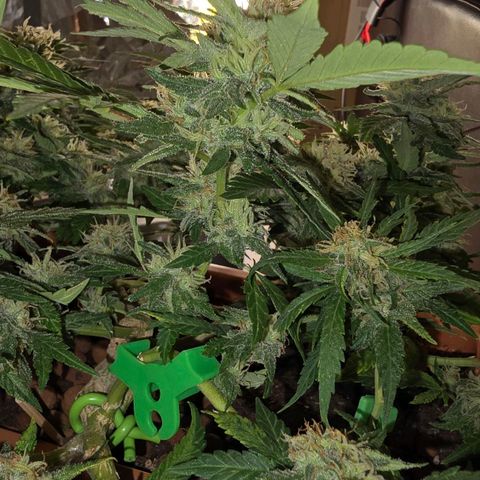 The tortured growlog timeline photo