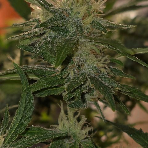 The tortured growlog timeline photo