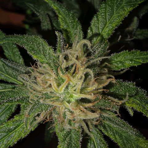 The tortured growlog timeline photo