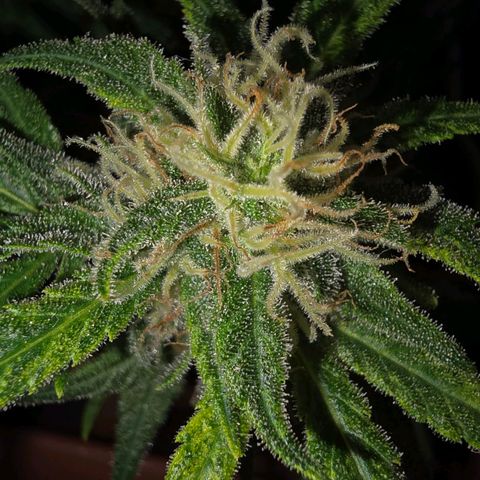 The tortured growlog timeline photo