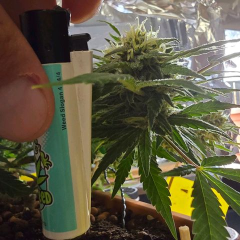 The tortured growlog timeline photo