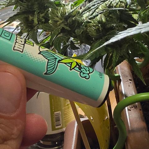 The tortured growlog timeline photo