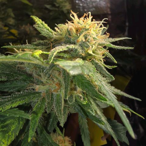 The tortured growlog timeline photo