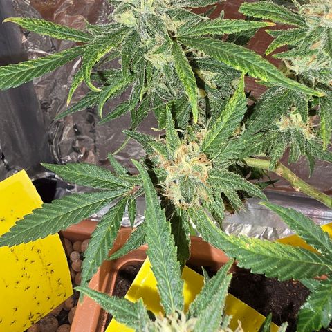 The tortured growlog timeline photo