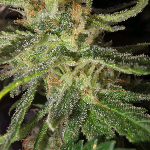 The tortured growlog timeline photo