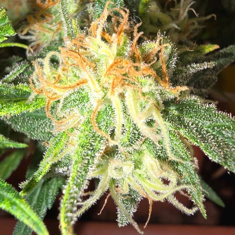 The tortured growlog timeline photo