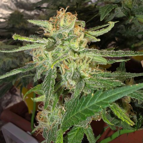 The tortured growlog timeline photo