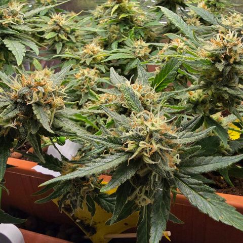 The tortured growlog photo: Waiting... a week max