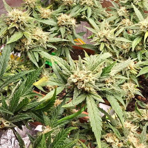 The tortured growlog photo: Waiting... a week max