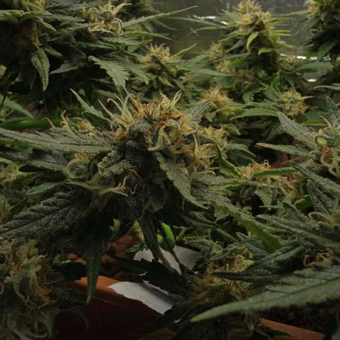 The tortured growlog photo: Waiting... a week max