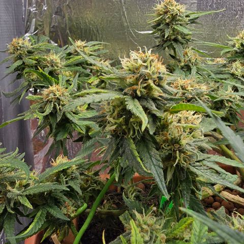 The tortured growlog photo: Waiting... a week max