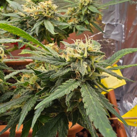The tortured growlog photo: Waiting... a week max