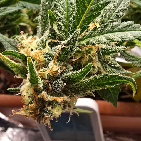 The tortured growlog photo: Waiting... a week max