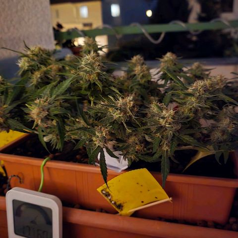 The tortured growlog photo: We hope there will be a color change. I know the humidity is a bit high, but it's only ventilated for a few hours