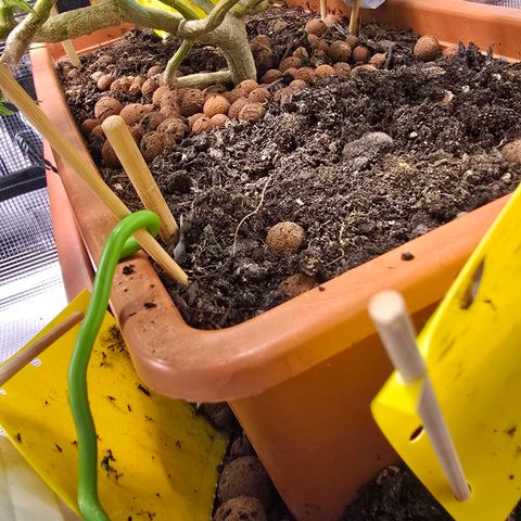 The tortured growlog photo: Not much left
Milky and clean, amber is only visible on the leaves for now
