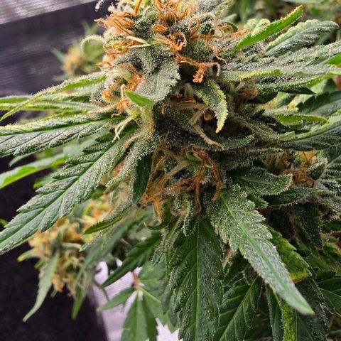 The tortured growlog photo: Not much left
Milky and clean, amber is only visible on the leaves for now
