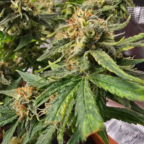 The tortured growlog photo: Not much left
Milky and clean, amber is only visible on the leaves for now