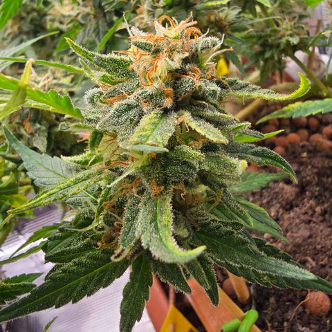 The tortured growlog photo: Not much left
Milky and clean, amber is only visible on the leaves for now