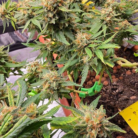 The tortured growlog timeline photo