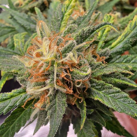 The tortured growlog timeline photo