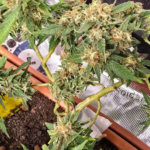 The tortured growlog timeline photo