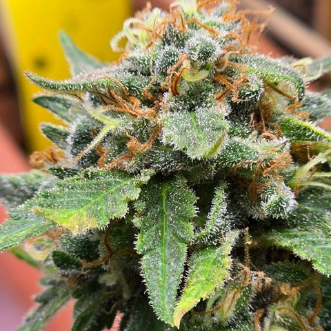 The tortured growlog timeline photo