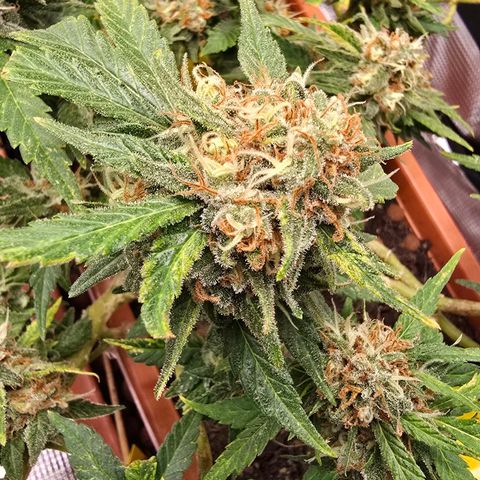 The tortured growlog timeline photo