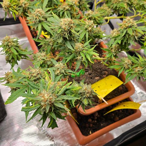The tortured growlog timeline photo