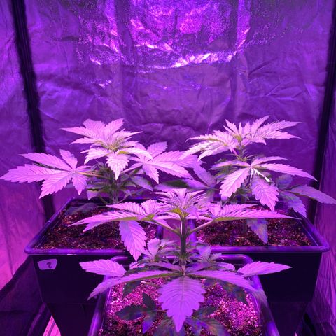 Auto White Widow #3 growlog timeline photo