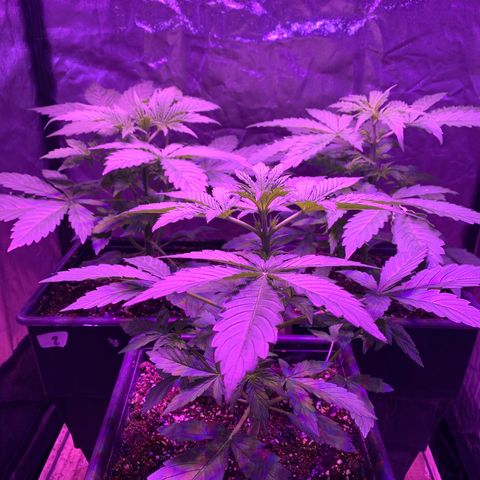 Auto White Widow #3 growlog timeline photo
