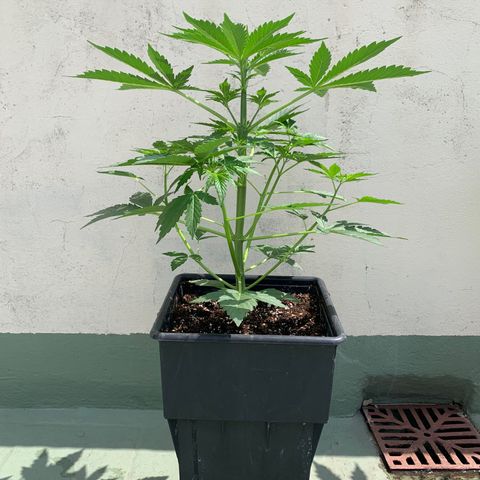 Auto White Widow #1 growlog timeline photo