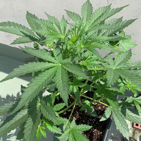 Auto White Widow #1 growlog timeline photo