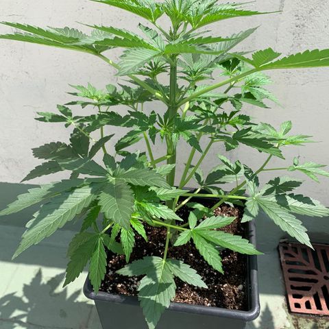 Auto White Widow #1 growlog timeline photo