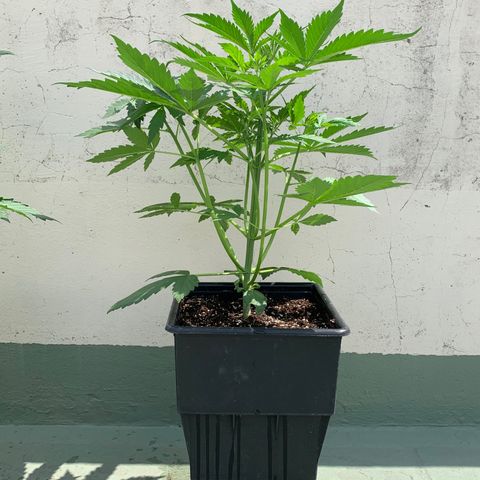 Auto White Widow #2 growlog timeline photo