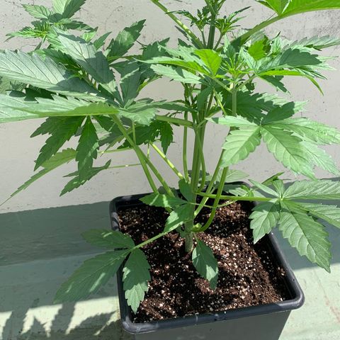 Auto White Widow #2 growlog timeline photo