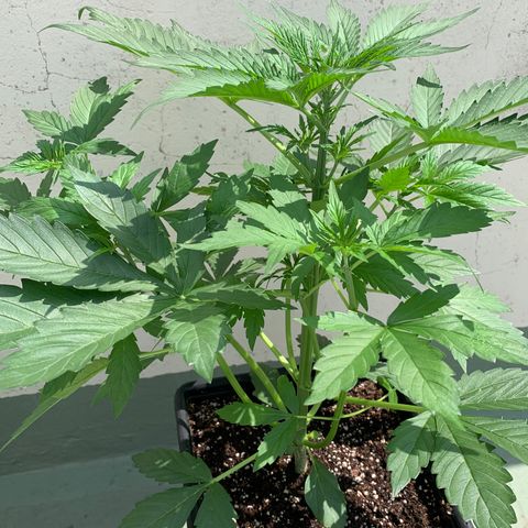 Auto White Widow #2 growlog timeline photo