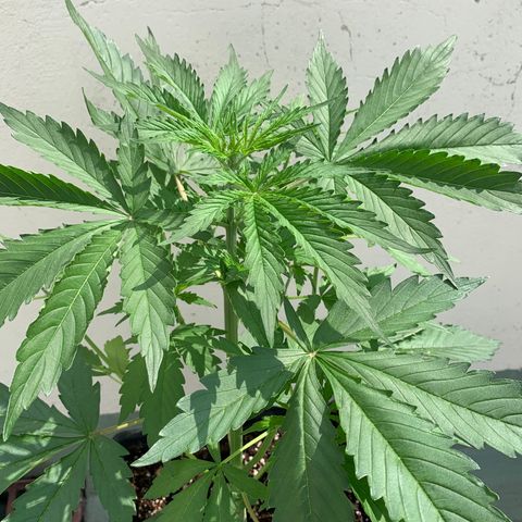 Auto White Widow #3 growlog timeline photo