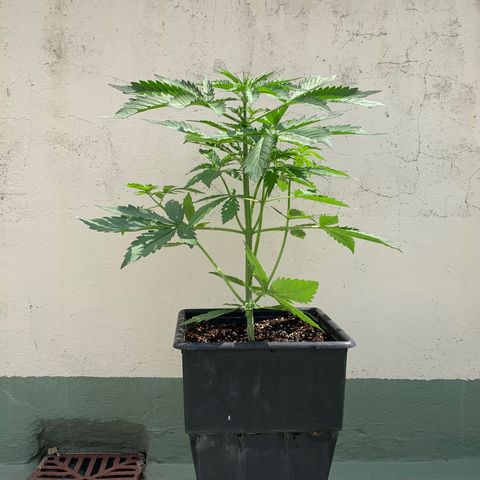 Auto White Widow #3 growlog timeline photo