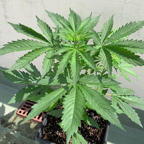 Auto White Widow #3 growlog timeline photo