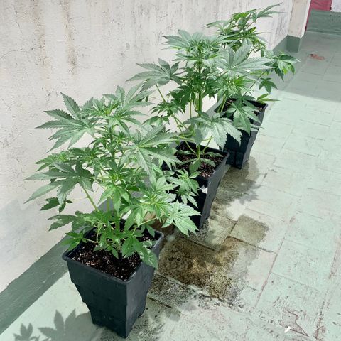 Auto White Widow #3 growlog timeline photo
