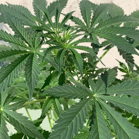 Auto White Widow #1 growlog timeline photo