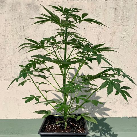 Auto White Widow #1 growlog timeline photo