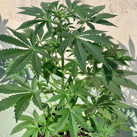 Auto White Widow #1 growlog timeline photo