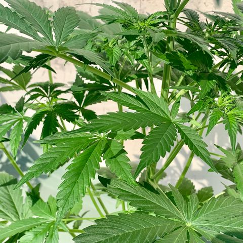 Auto White Widow #2 growlog timeline photo