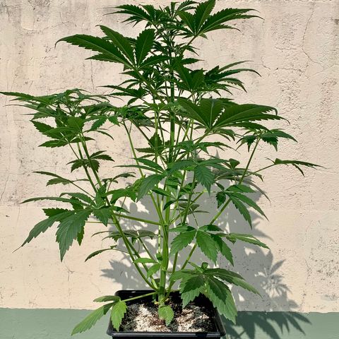 Auto White Widow #2 growlog timeline photo